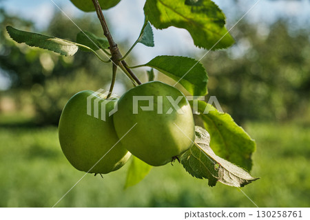 Ripe Apples on Tree Branch in Orchard Harvest Season Ripe Apples on Tree Branch in Orchard Harvest Season 130258761