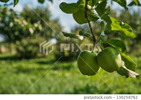 Ripe Apples on Tree Branch in Orchard Harvest Season 130258762