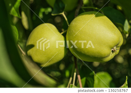 Close-up of ripe apples hanging on tree branch in orchard during harvest season 130258767