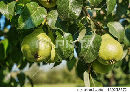 Ripe Pears on Tree Branch in Orchard Harvest Season 130258772