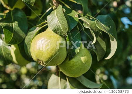 Ripe Pears on Tree Branch in Orchard Harvest Season 130258773