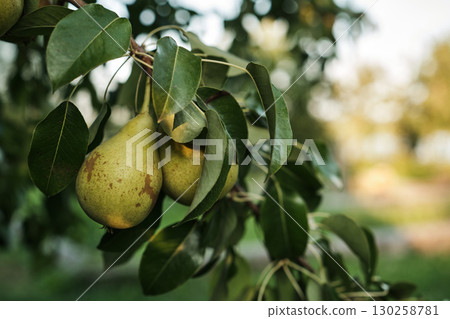 Ripe Pears on Tree Branch in Orchard Harvest Season 130258781