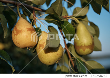Ripe Pears on Tree Branch in Orchard Harvest Season 130258782