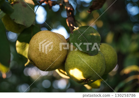 Ripe Pears on Tree Branch in Orchard Harvest Season 130258786