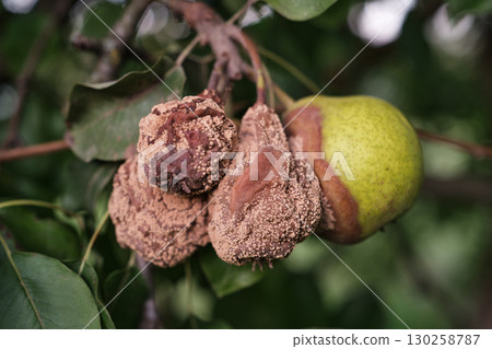 Ripe Pears on Tree Branch in Orchard Harvest Season 130258787