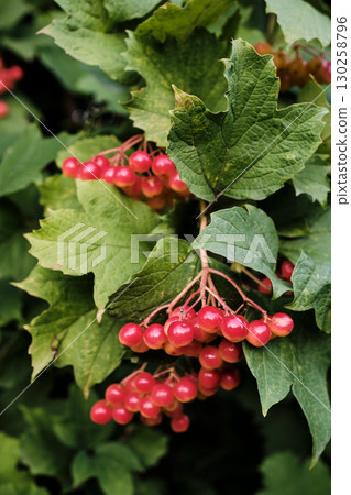 Clusters of Red Viburnum Berries on Bush Close-Up Clusters of Red Viburnum Berries on Bush Close-Up 130258796