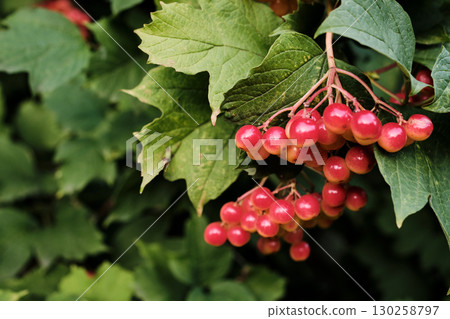 Clusters of Red Viburnum Berries on Bush Close-Up Clusters of Red Viburnum Berries on Bush Close-Up 130258797