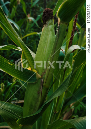 Ripe Corn Cobs on Stalks in Farm Field Harvest 130258801