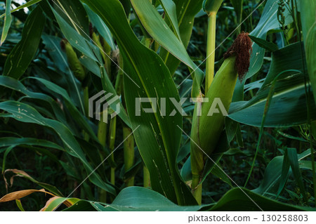 Ripe Corn Cobs on Stalks in Farm Field Harvest 130258803