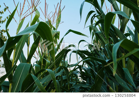 Ripe Corn Cobs on Stalks in Farm Field Harvest 130258804