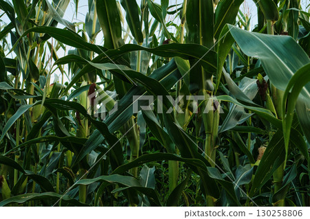 Ripe Corn Cobs on Stalks in Farm Field Harvest 130258806