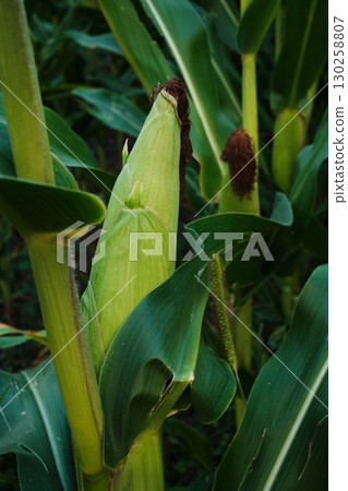 Ripe Corn Cobs on Stalks in Farm Field Harvest Ripe Corn Cobs on Stalks in Farm Field Harvest 130258807