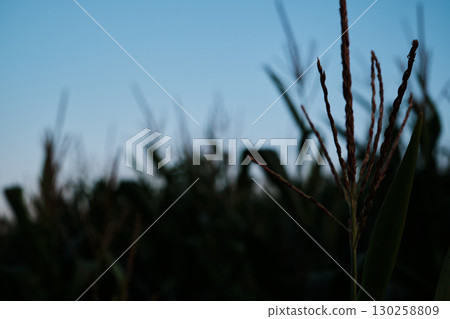 Ripe Corn Cobs on Stalks in Farm Field Harvest 130258809