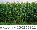 Ripe Corn Cobs on Stalks in Farm Field Harvest 130258812