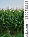 Ripe Corn Cobs on Stalks in Farm Field Harvest 130258813
