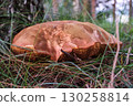 Edible Brown Mushroom Growing in Forest Close-Up 130258814