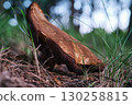 Edible Brown Mushroom Growing in Forest Close-Up 130258815