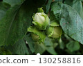 Hazelnuts Growing on Bush in Garden Orchard 130258816