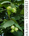 Hazelnuts Growing on Bush in Garden Orchard 130258817