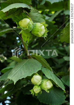 Hazelnuts Growing on Bush in Garden Orchard 130258817