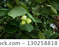 Hazelnuts Growing on Bush in Garden Orchard 130258818