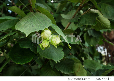 Hazelnuts Growing on Bush in Garden Orchard Hazelnuts Growing on Bush in Garden Orchard 130258818