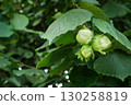 Hazelnuts Growing on Bush in Garden Orchard 130258819