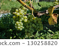 Clusters of Ripe Green Grapes in Vineyard Harvest Season 130258820