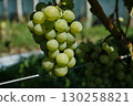 Clusters of Ripe Green Grapes in Vineyard Harvest Season 130258821