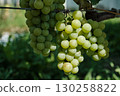 Clusters of Ripe Green Grapes in Vineyard Harvest Season 130258822