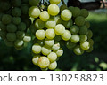 Clusters of Ripe Green Grapes in Vineyard Harvest Season 130258823