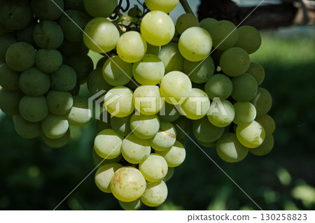 Clusters of Ripe Green Grapes in Vineyard Harvest Season Clusters of Ripe Green Grapes in Vineyard Harvest Season 130258823