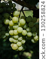 Clusters of Ripe Green Grapes in Vineyard Harvest Season 130258824