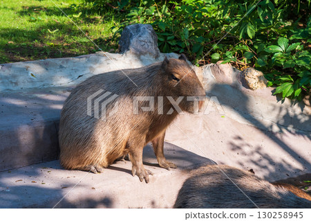 Capybara rests in a zoo enclosure Capybara rests in a zoo enclosure 130258945