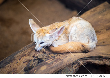 Fennec fox (Vulpes zerda) sleeping on a log Fennec fox (Vulpes zerda) sleeping on a log 130258979