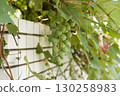 Grapes growing in the flower bed of an apartment building 130258983