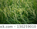 Rice ear during harvest 130259010