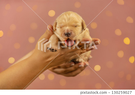 Tiny golden retriever puppy in girl's hands on soft pink background with bokeh. Studio photo. Puppy yawns 130259027