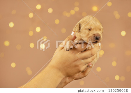 Sweet golden retriever puppy resting in human hands with warm glowing bokeh lights in the background. Symbol of love, care, and tenderness. 130259028