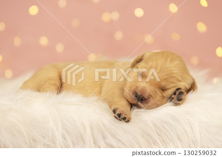 Adorable newborn golden retriever puppy peacefully sleeping on fluffy white fur with warm pink bokeh lights in the background. Perfect for themes of innocence, pets, and comfort. 130259032