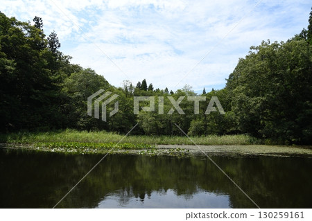 Waterside in the forest 130259161