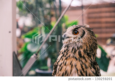 [#Zoo] Owl 130259201