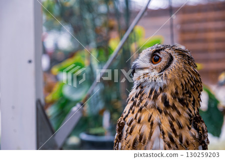 [#動物園] 貓頭鷹 130259203