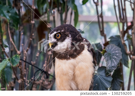 [#Zoo] Owl 130259205