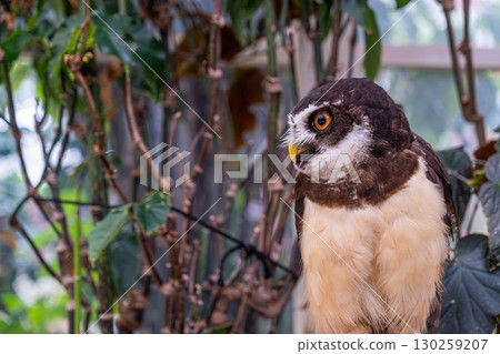 [#Zoo] Owl 130259207