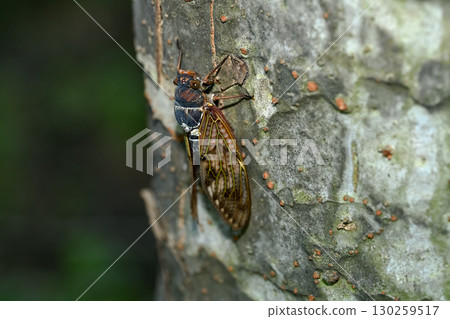 阿布拉蟬 130259517