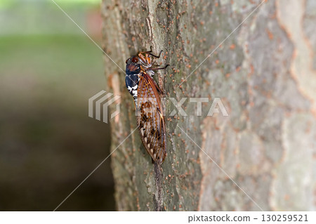 阿布拉蟬 130259521