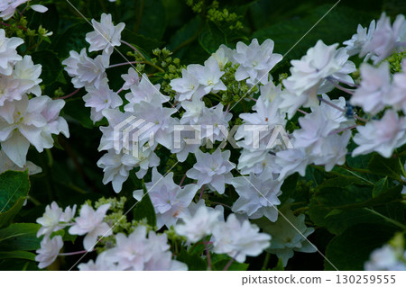 墨田的墨西哥 130259555