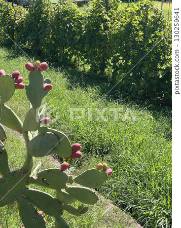 Ripe fruits of prickly pear cactus. Green background for design. Exotic plants. Ripe fruits of prickly pear cactus. Green background for design. Exotic plants. 130259641