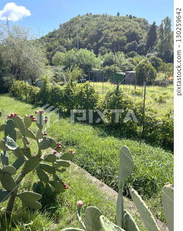 Ripe fruits of prickly pear cactus. Green background for design. Exotic plants. Ripe fruits of prickly pear cactus. Green background for design. Exotic plants. 130259642